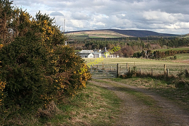 Photo 6"x4" Hillhead Wood Paddockhaugh c2009