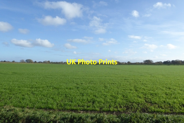 Photo 6"x4" Winter crops growing Selby c2017