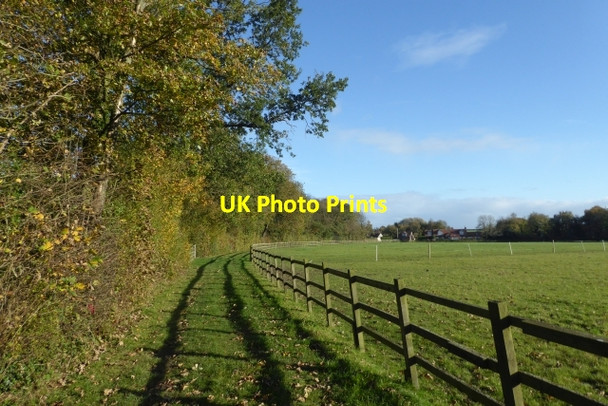 Photo 6"x4" Bridleway through Coachroad Plantation Stillingfleet c2017