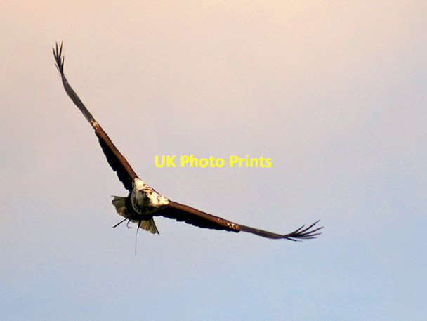 Photo 6"x4" Eagle in Flight at NCBP Helmsley c2017