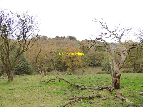 Photo 6"x4" Dead tree above Cow House Beck Ryecroft\/SE0738 c2017