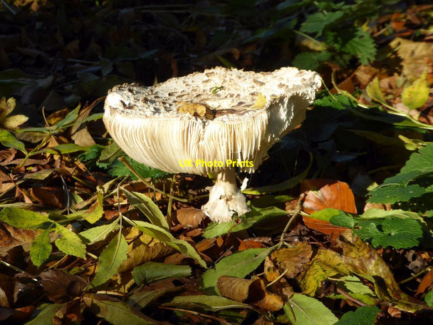 Photo 6"x4" Fungus in Stowe Park Dadford c2017