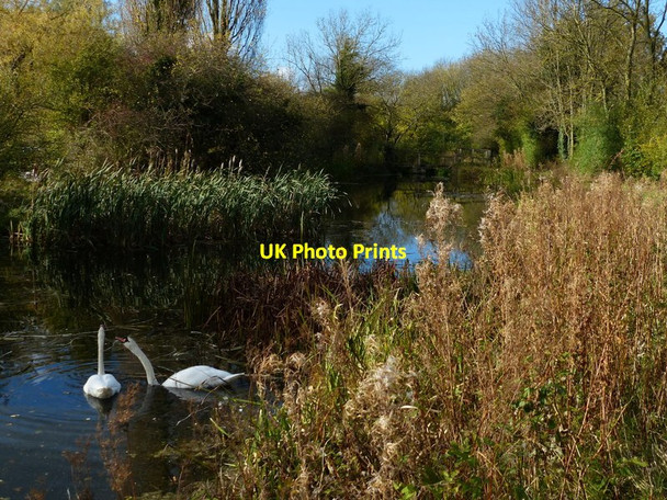 Photo 6"x4" Swans on the Grantham Canal Stenwith c2017