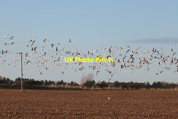 Photo 6"x4" Flocking Gulls Tranent c2017