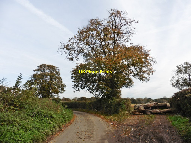 Photo 6"x4" Sharp bend on Marsh Lane East Stoke\/ST4817 c2017