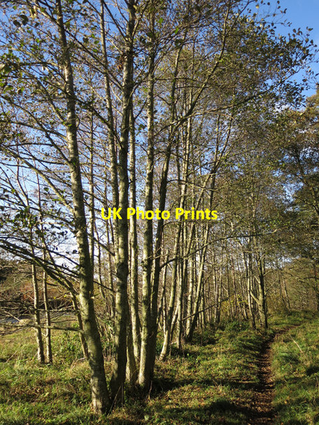 Photo 6"x4" Footpath by the River East Allen south of Catton Catton\/NY8257 c2017
