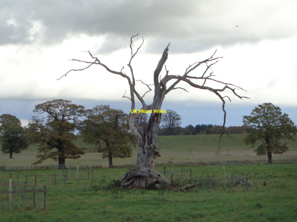Photo 6"x4" Dead tree in Croome Park Dunstall Common c2017