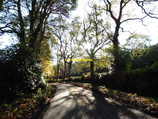 Photo 6"x4" Sunlit bend on Shute Road Shute\/SY2597 c2017