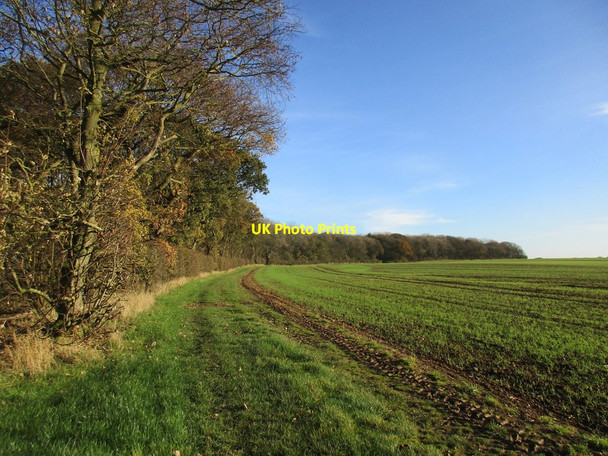 Photo 6"x4" Bridleway alongside Hatfield Wood Great Cowden c2017