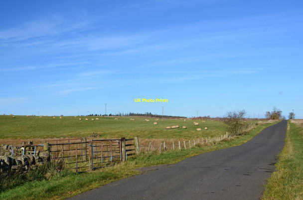 Photo 6"x4" Sheep grazing near King's Seat Howgate\/NT2458 c2017