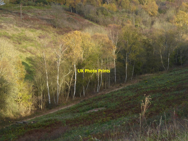 Photo 6"x4" Birches by a track, Headley Heath Headley\/TQ2054 c2017