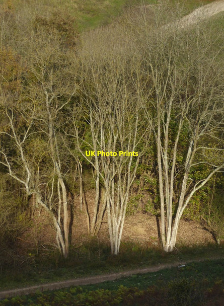 Photo 6"x4" Ash trees in November, Headley Heath Headley\/TQ2054 c2017