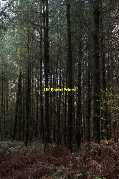Photo 6"x4" Alice Holt Forest Batt's Corner c2017