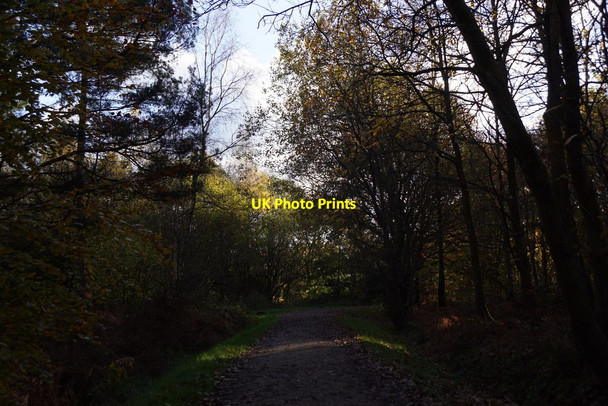 Photo 6"x4" Track in Alice Holt Forest Batt's Corner c2017