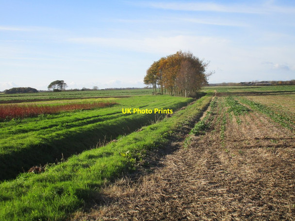 Photo 6"x4" Small plantation near Withernwick South End\/TA1940 c2017