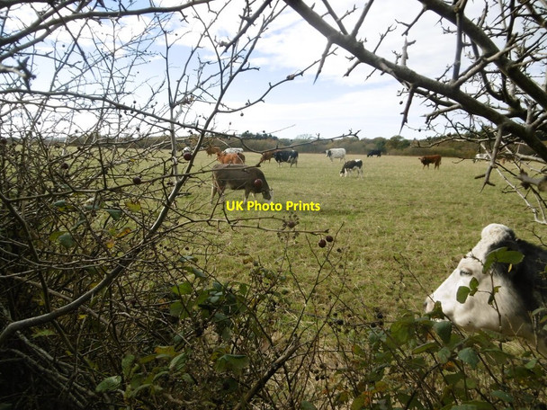 Photo 6"x4" East Holme, cattle grazing East Holme c2017