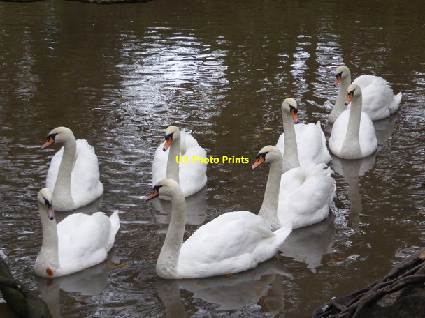 Photo 6"x4" Mute swans Roscroggan c2017