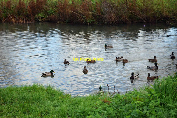 Photo 6"x4" Mallard ducks on the River Windrush, Witney, Oxon Witney c2017
