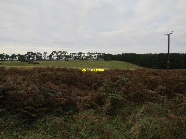 Photo 6"x4" Codson Hill from Mildenhall Woods Eriswell c2017