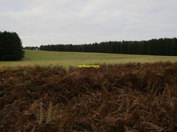 Photo 6"x4" Grassy heath by Mildenhall Woods Eriswell c2017