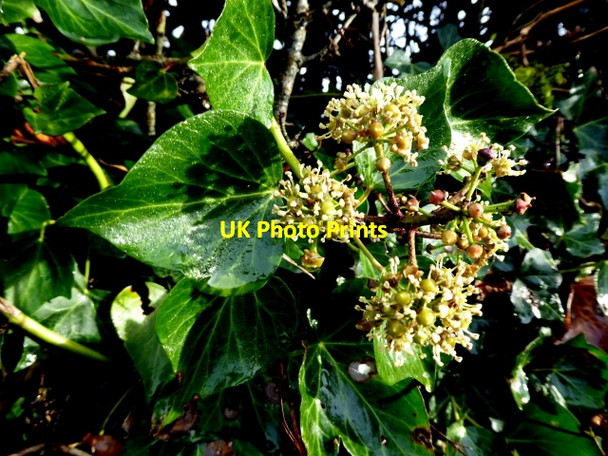 Photo 6"x4" Ivy shoots, Dunmullan Mountjoy\/H4277 c2017