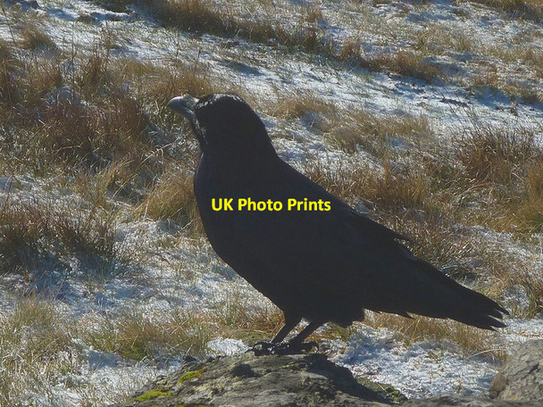 Photo 6"x4" A raven on Hart Crag Town Head\/NY3309 c2017