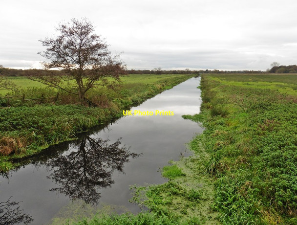 Photo 6"x4" Isolated tree reflected in North Drain Bagley\/ST4545 c2017