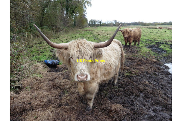 Photo 6"x4" Highland cattle on Westhay Moor Bagley\/ST4545 c2017