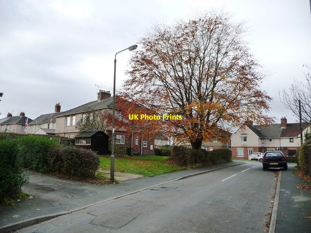 Photo 6"x4" Late autumn tree, Byron Avenue, Alfreton Alfreton c2017