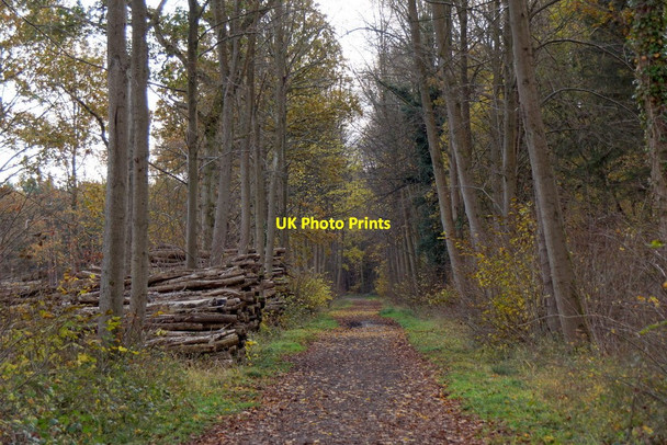 Photo 6"x4" Track into Prince's Covert, Oxshott Oxshott c2017