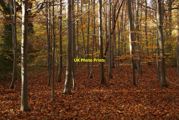 Photo 6"x4" Beech trees in Limekiln Wood, Oxshott Oxshott c2017