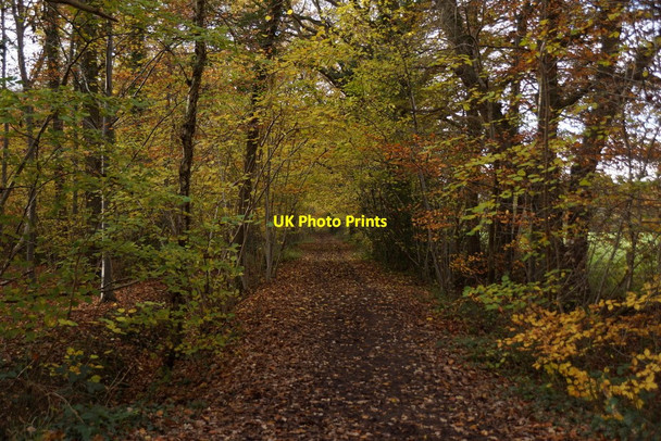 Photo 6"x4" Birchwood Lane, Oxshott Esher c2017