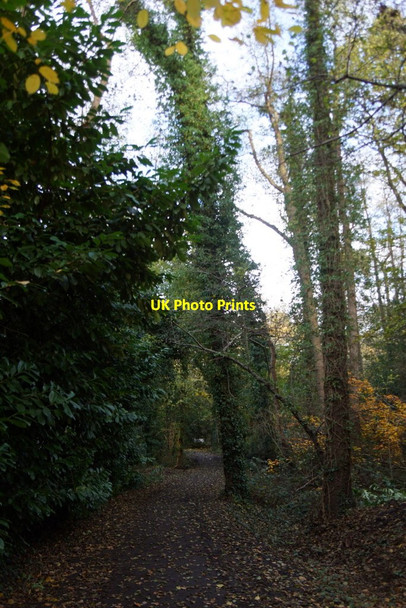Photo 6"x4" Path to Copsem Lane, Esher Common Esher c2017