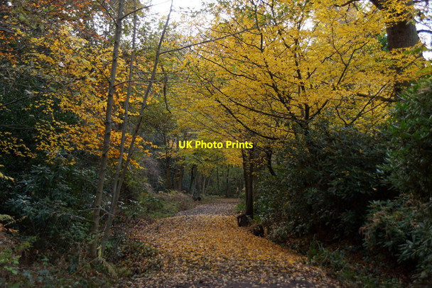 Photo 6"x4" Path on the northern edge of Esher Common Esher c2017