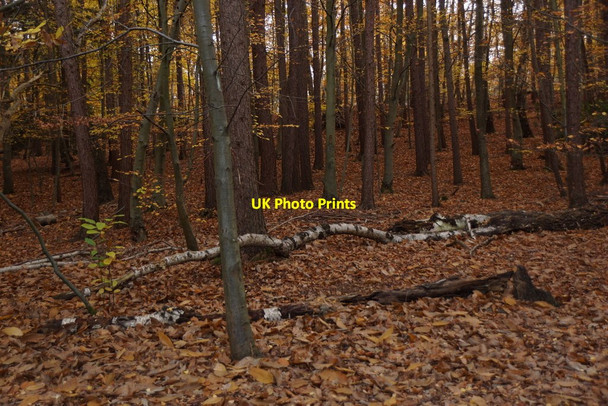 Photo 6"x4" Woodland on Esher Common Esher c2017