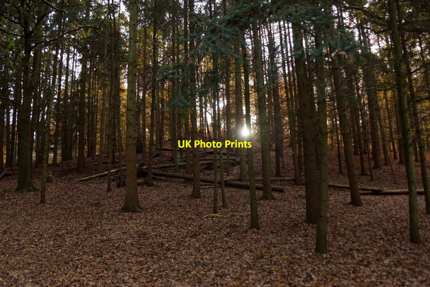 Photo 6"x4" Autumn afternoon, Esher Common Esher c2017