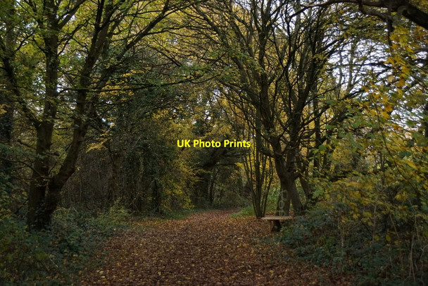 Photo 6"x4" Footpath on Molesey Heath Nature Reserve East Molesey c2017