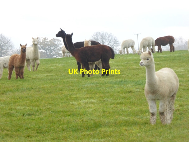 Photo 6"x4" Alpacas at Turpinhill Farm Houghton\/NZ1266 c2017
