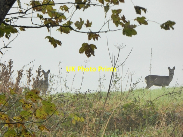 Photo 6"x4" Roe deer near Heddon Mill Houghton\/NZ1266 c2017