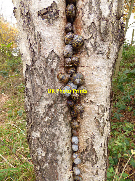 Photo 6"x4" Snails in a silver birch Winsford\/SJ6566 c2017