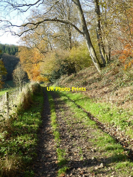 Photo 6"x4" Track in Stourhead Gardens Stourton\/ST7734 c2017