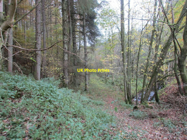 Photo 6"x4" Woodland and Kirk Burn at Wamphray Gateside\/NY1194 c2017