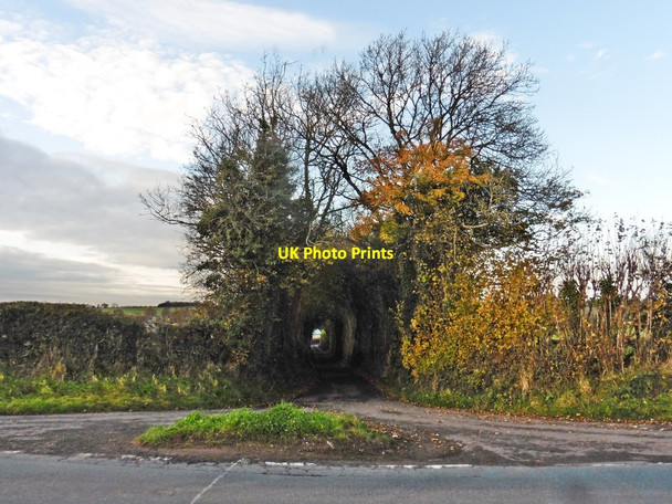 Photo 6"x4" Lane to Pant-glas Llanishen\/SO4703 c2017
