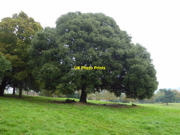 Photo 6"x4" Holm oak Beare\/SS9800 c2017