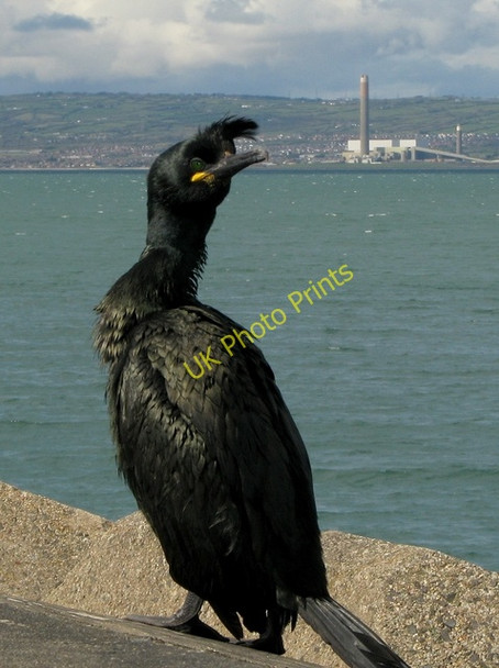 Photo 6"x4" Shag, Bangor Bangor\/J5081 c2009