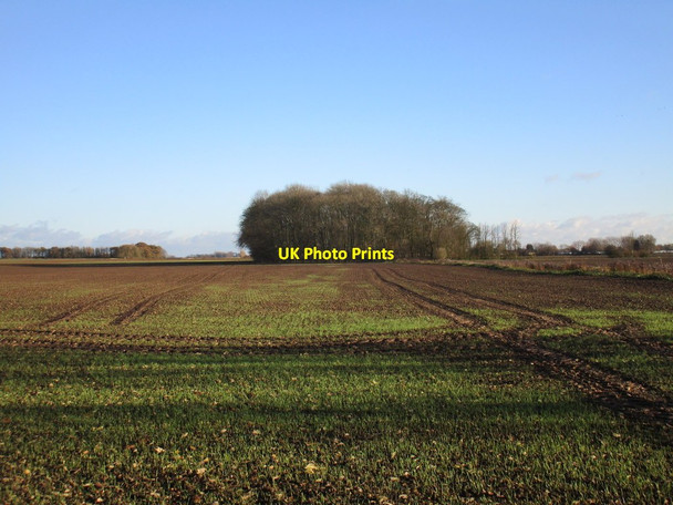 Photo 6"x4" Autumn sown crop and Thistlegrowth Plantation Patrington Haven c2017