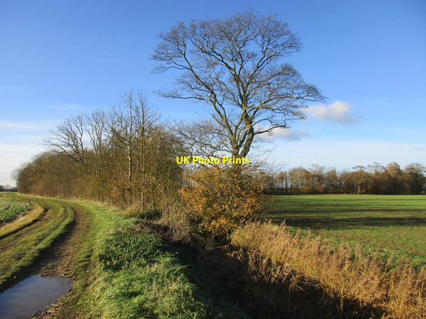 Photo 6"x4" Approaching Crofts Plantation Patrington Haven c2017