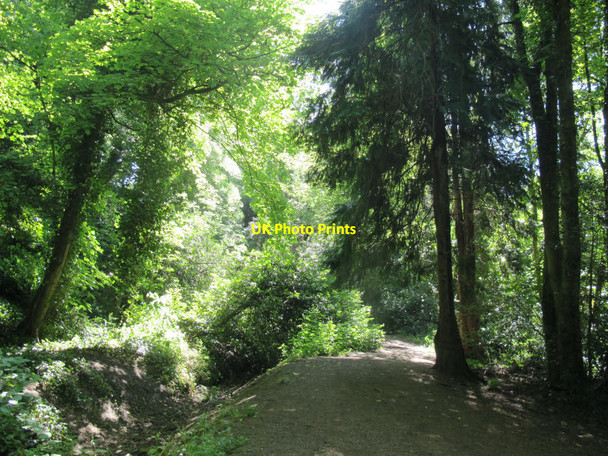 Photo 6"x4" Path through Big Wood Bersham c2017
