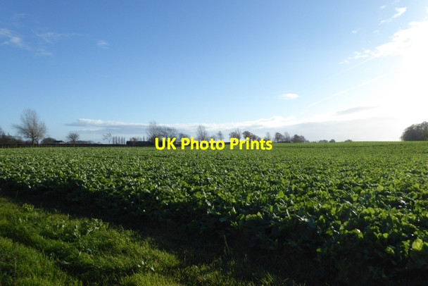 Photo 6"x4" Farmland off York Road Bickerton\/SE4550 c2017