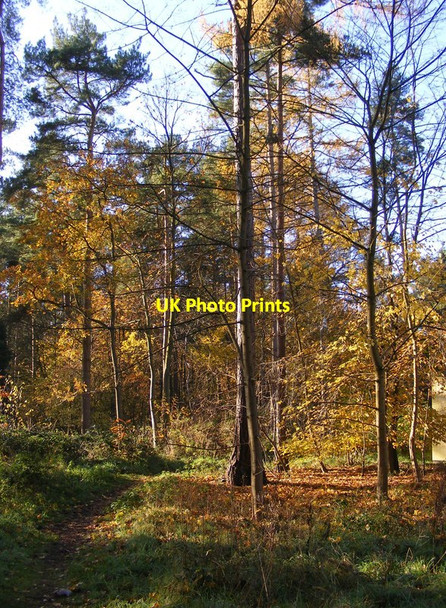 Photo 6"x4" Parc Path Elveden c2017